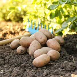 1 Potato, 2 Potato, 3 Potato ….