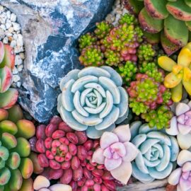 Plants for sandy conditions