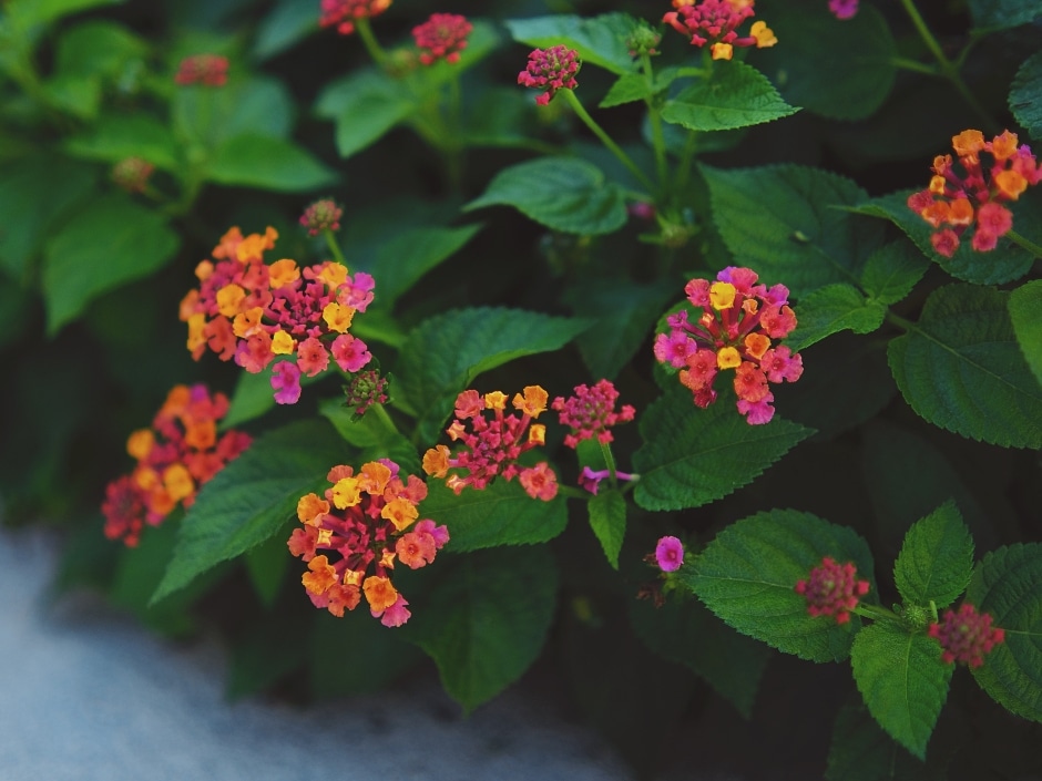Close-up of bright pink and orange lantana flowers with green leaves.