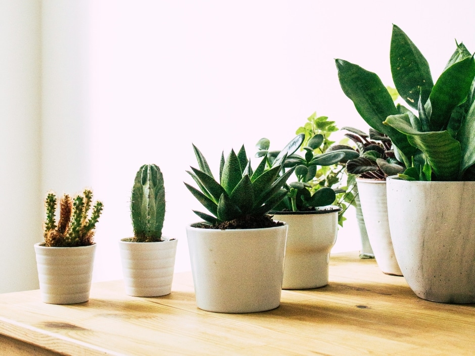 A collection of succulents and cacti in neutral-toned pots on a wooden surface.