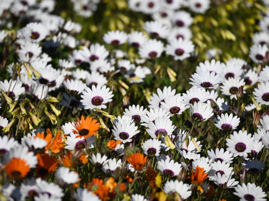 A close-up shot of a field filled with white and deep purple flowers, with a few bright orange flowers interspersed throughout.