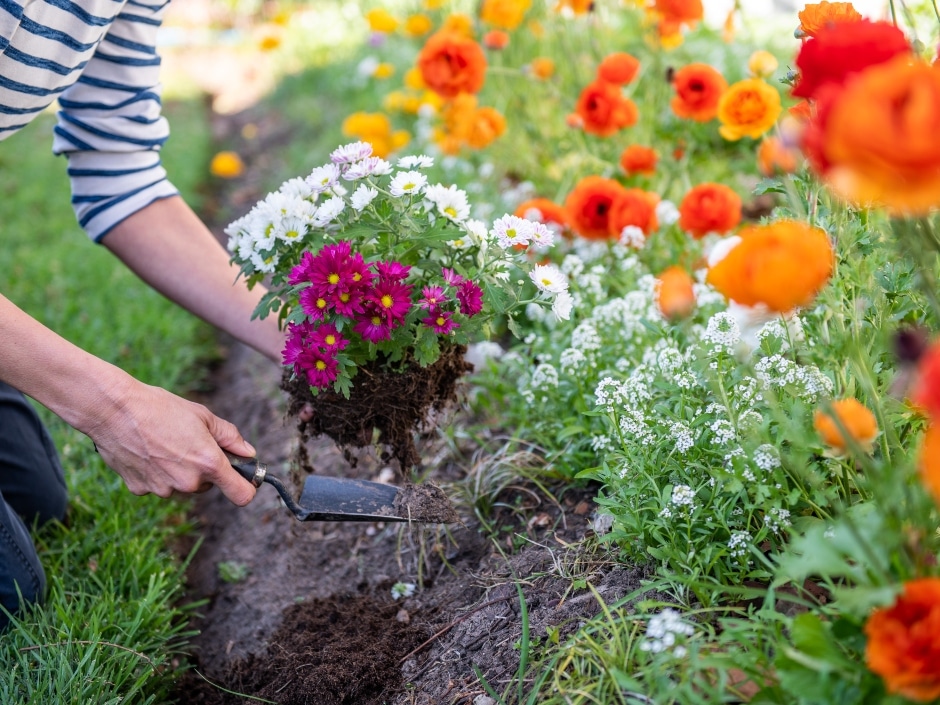 A person's hands are shown planting flowers in a garden bed filled with brightly coloured orange and white flowers.
