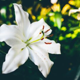 Plant a Pot of Lilies