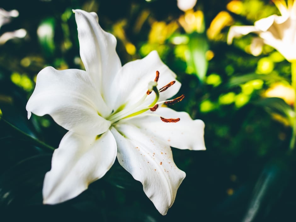 A large white lily flower with a green stalk and brown stamens against a blurry background of greenery.