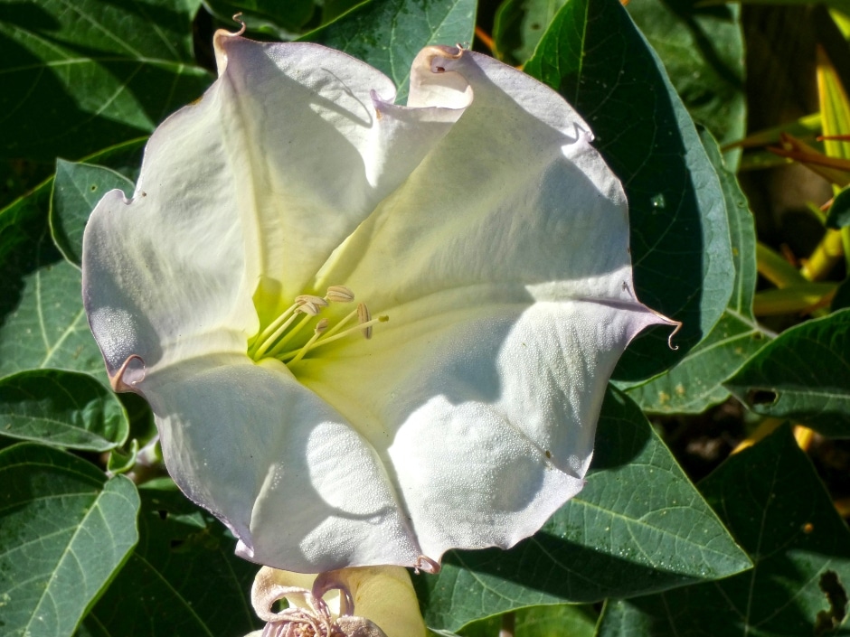 A close-up of a large white flower with delicate petals against a background of green foliage.