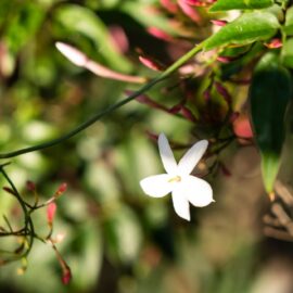 Fabulous Fragrance for Summer Evenings