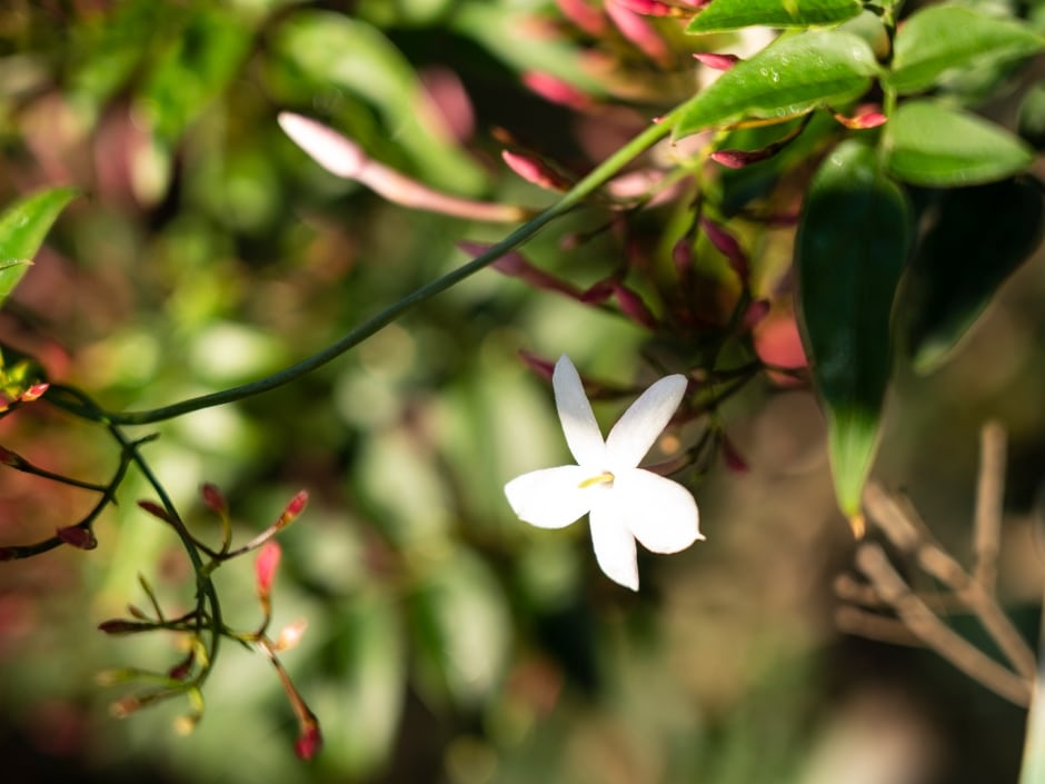 A small white jasmine flower on a vine with green oval leaves, with a blurred background of similar foliage.
