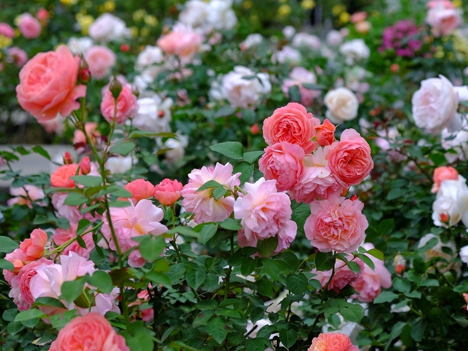 An abundantly blooming rose bush with many shades of pink, coral and white flowers, and green foliage in the background.