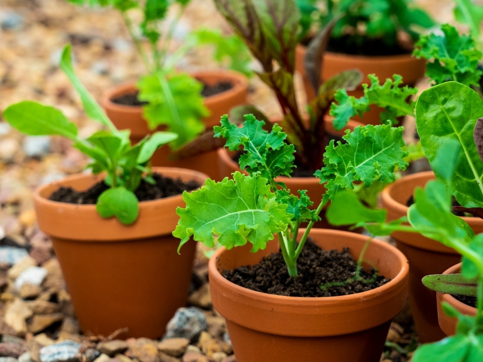 A collection of terracotta pots containing young leafy greens.