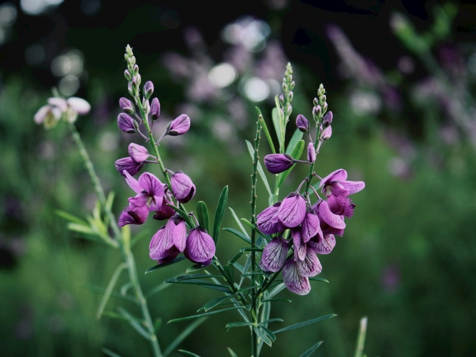 Two blooming springs of purple polygala flowers against a blurry green background.