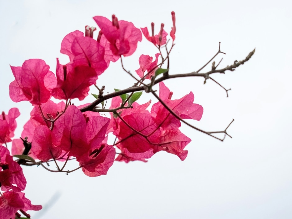 A wooden stem blooming bougainvillea flowers against a white sky.