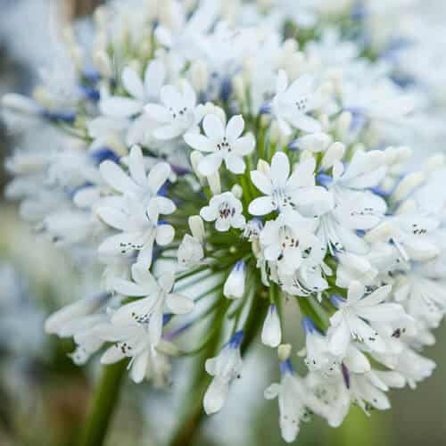 Close-up of white agapanthus flowers clustered together, against a blurred background.