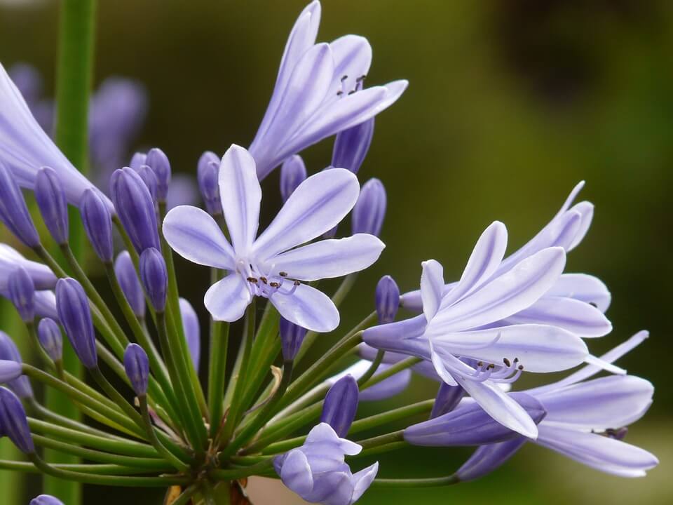 Closeup of open and closed purple flowers of the Agapanthus plant.