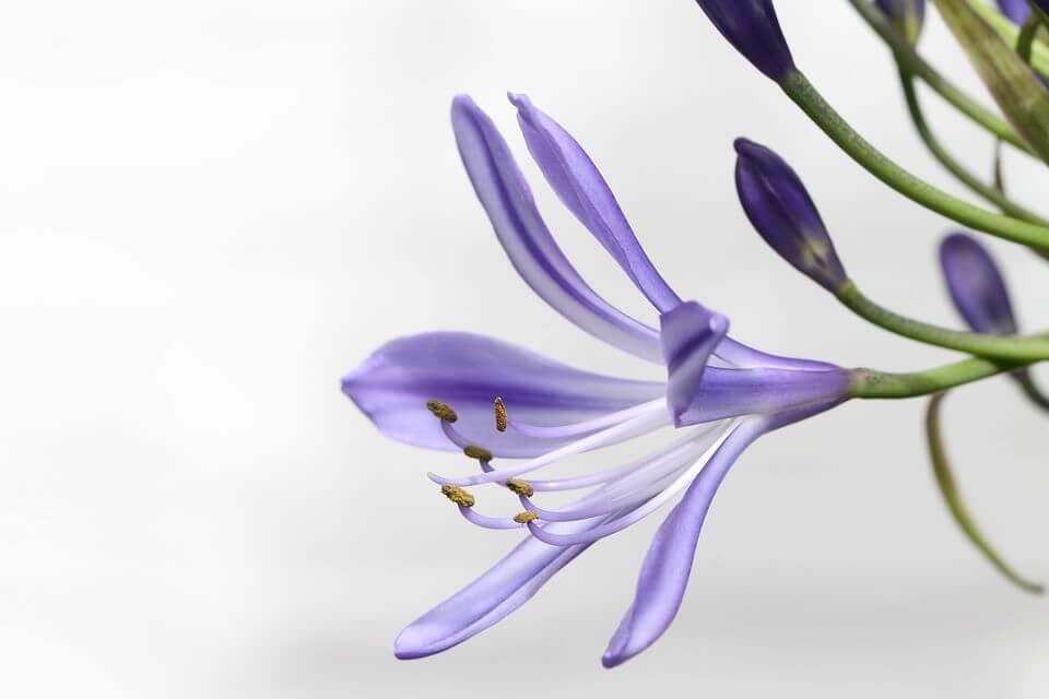 Closeup of a single purple flower of the Agapanthus plant