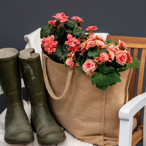 Burlap tote bag containing pink and red begonias next to a pair of gardening boots.