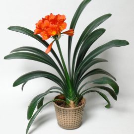 The keys to happy clivia