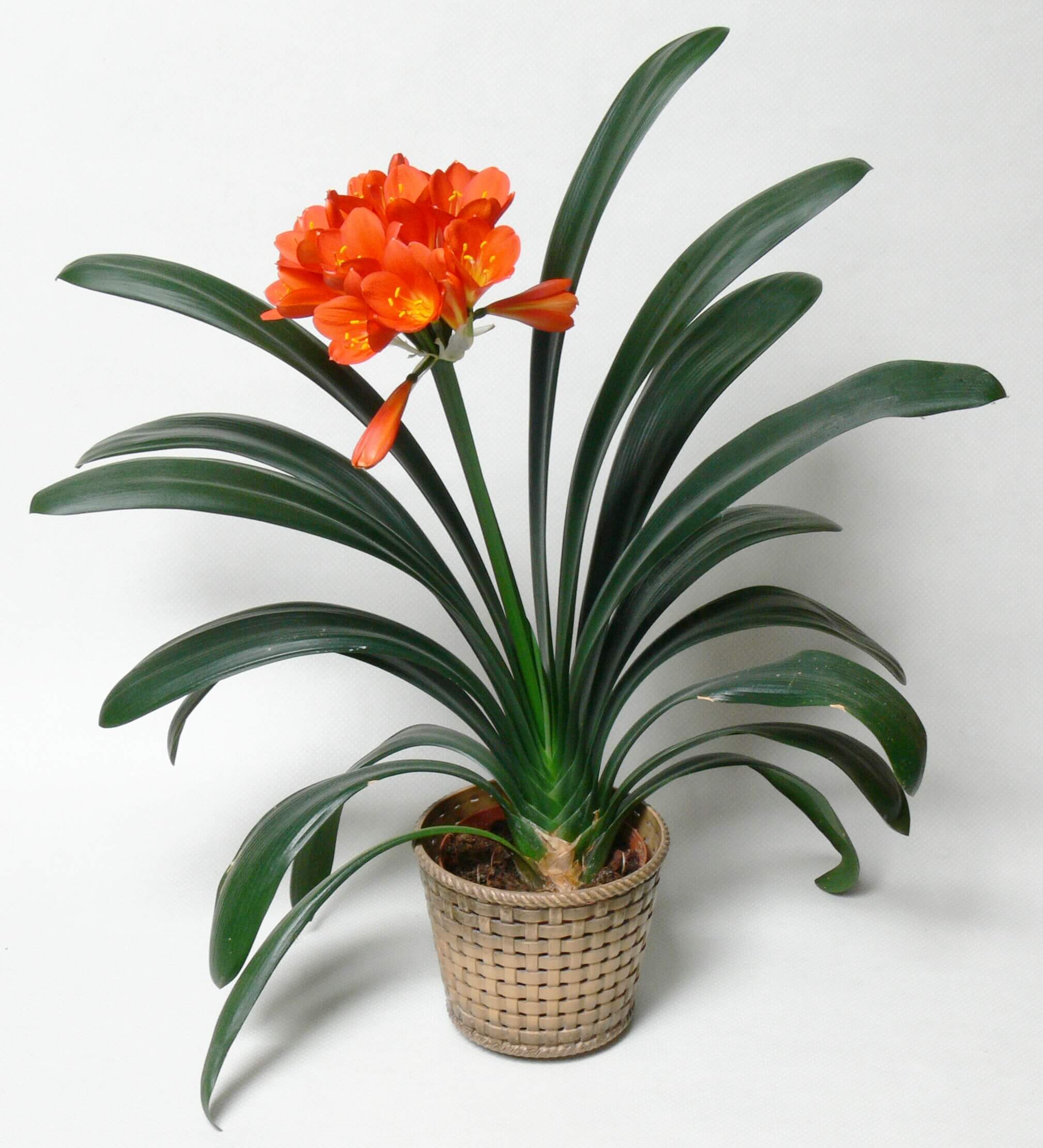 Clivia Leaves Turning Yellow