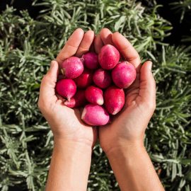 Grow your own radishes