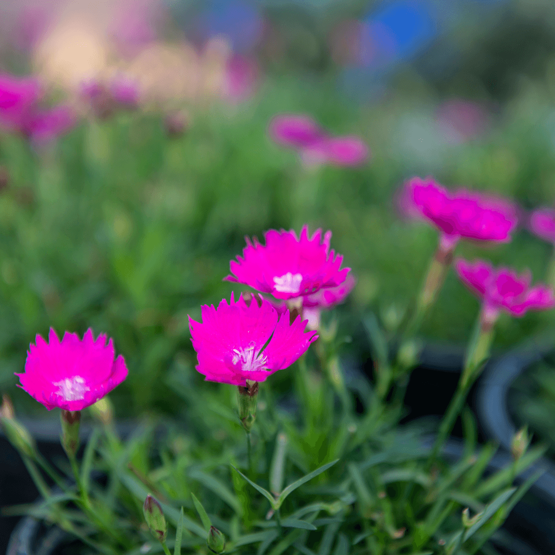 Bright pink dianthus flowers with frilly petals growing in a garden.