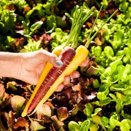 Grow your own carrots