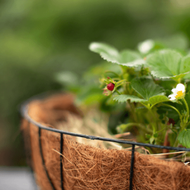 Grow your own strawberries