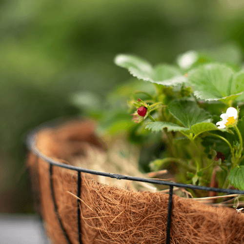 Strawberry plant with green leaves and a red strawberry growing in a coconut fiber pot.