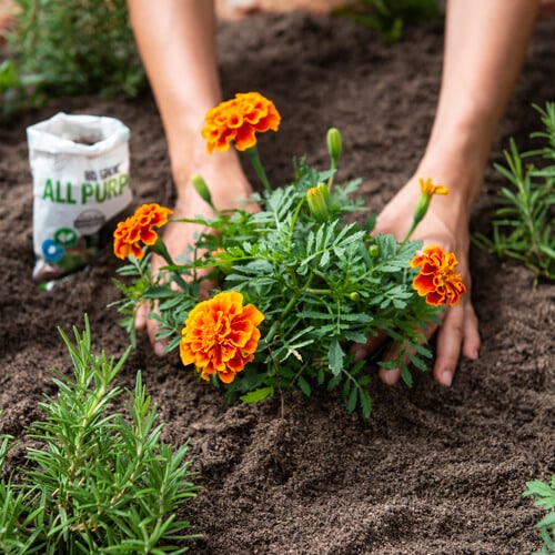 Hands planting orange and yellow marigold flowers in soil in a garden.
