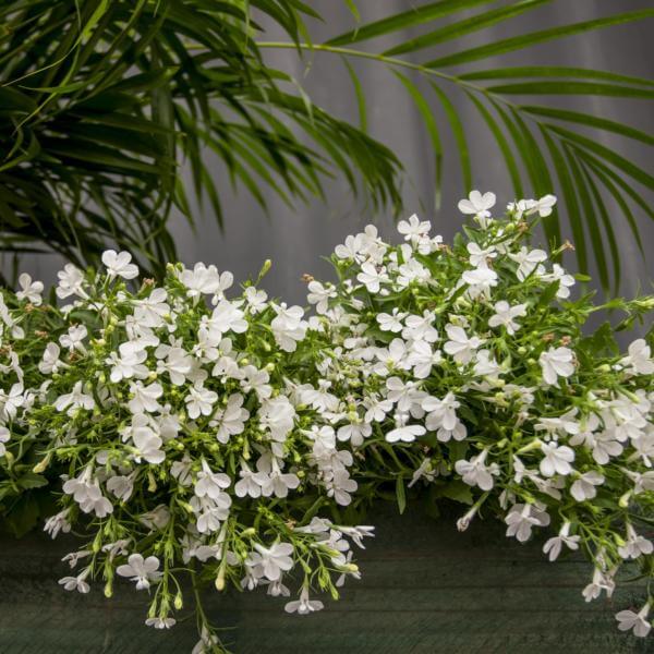 White jasmine flowers blooming amidst green foliage.