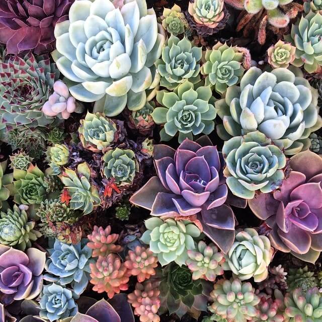Colourful succulent plants in shades of blue, purple, green and pink.