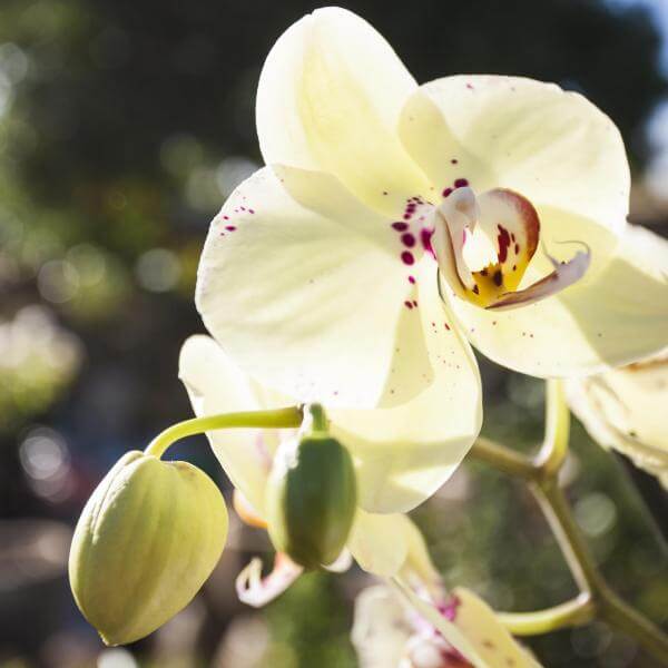 Close-up of an orchid flower with white petals and a purple and yellow centre.