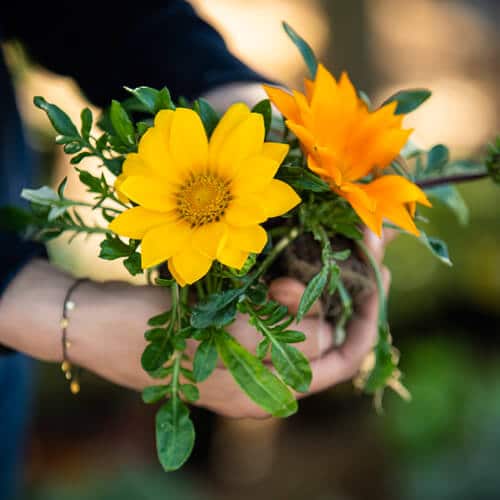 Hands cupping and holding bright yellow gazania flowers with green leaves.
