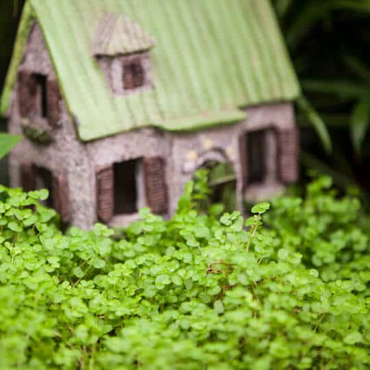 Miniature fairy house surrounded by vibrant green foliage against a blurred background.