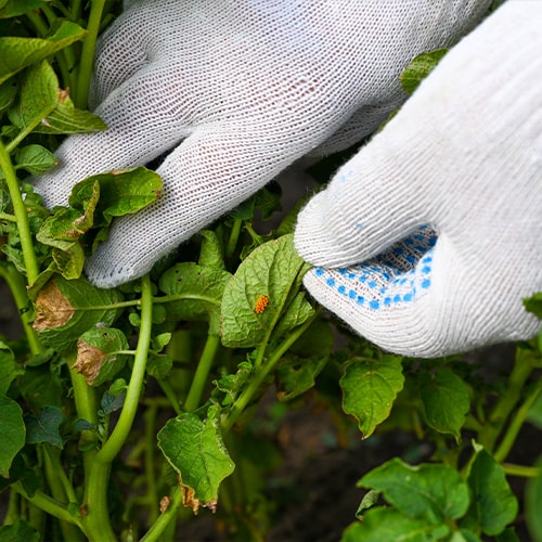 Gloved hand picking a green leaf with holes eaten in it from a vegetable plant.