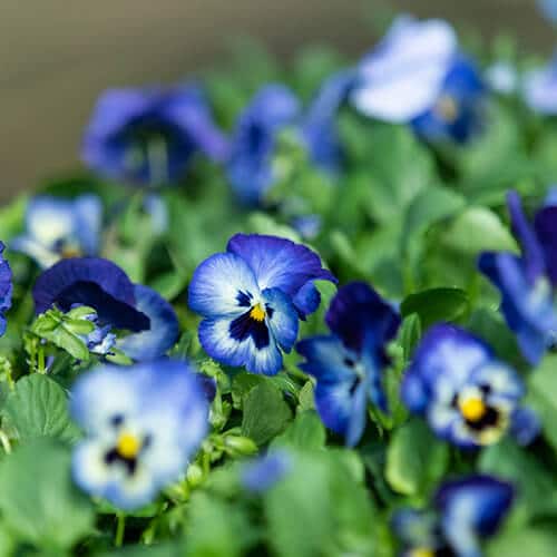 Pansy care guide