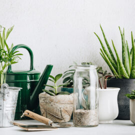 Indoor Plants to Clear the Air