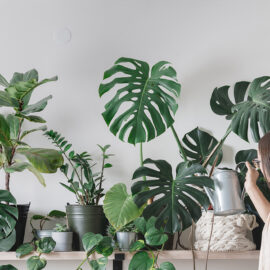 Indoor Plants : Q & A