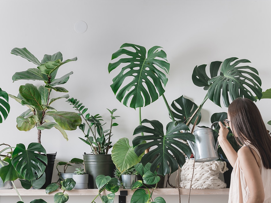 A woman watering indoor plants, including monstera and fiddle-leaf fig, against a white wall.