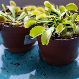 How to care for Venus Flytrap Plants indoors
