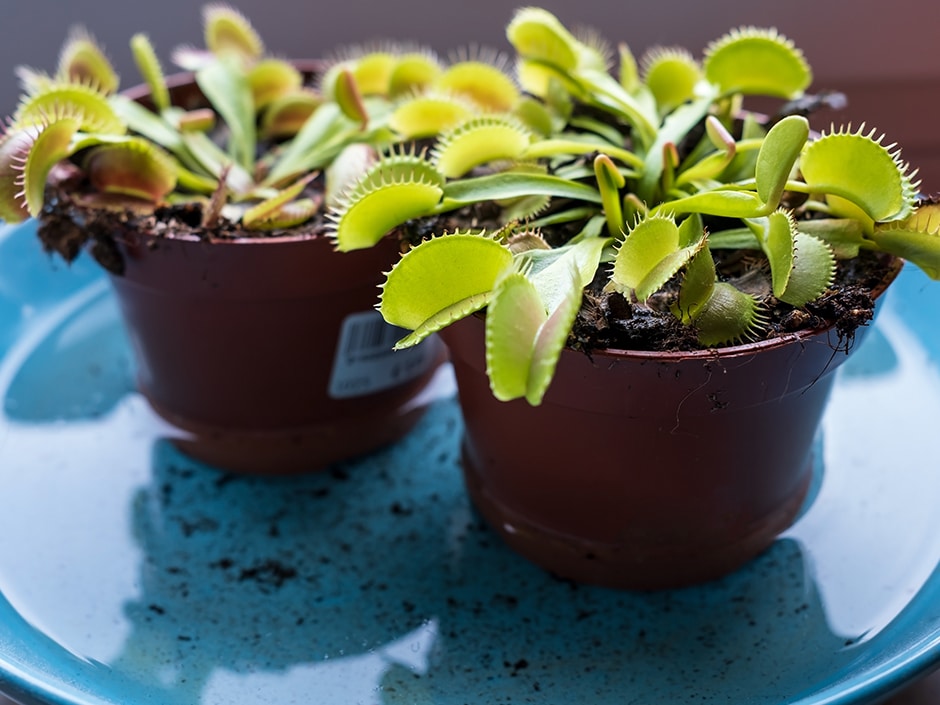 Small potted Venus flytraps in a blue ceramic dish.