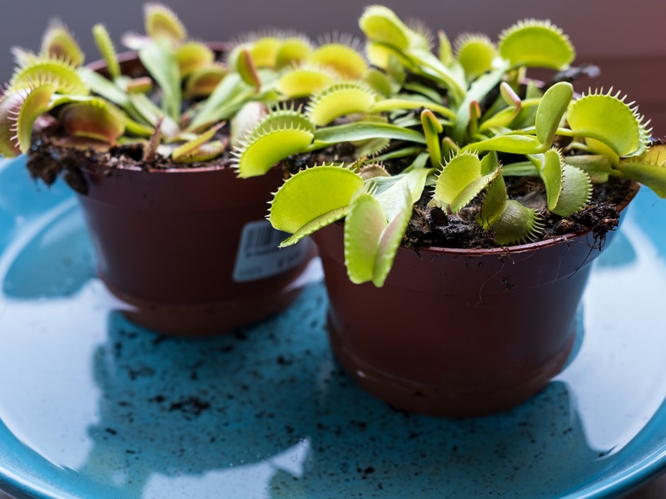 How to Care for Venus Flytraps Indoors