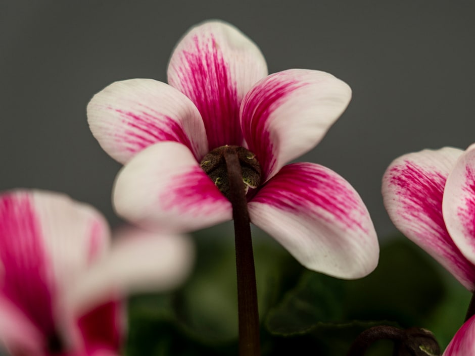 Close-up of a white and pink striped flower with a prominent burgundy center and dark stem, set against a soft-focus background.