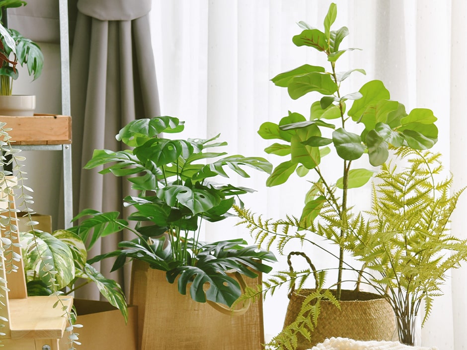Six different indoor plants without flowers in an indoor setting with curtains in the background.