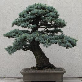 Indoor plants : Caring for bonsai