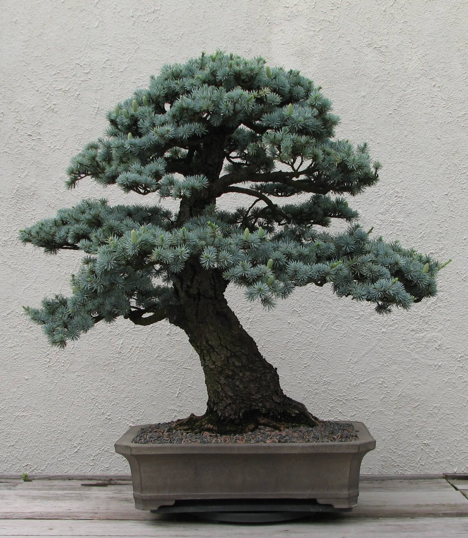 Japanese White Pine Bonsai tree in a rectangular grey stone pot.