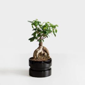 The creative art of bonsai