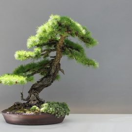 Growing bonsai in containers