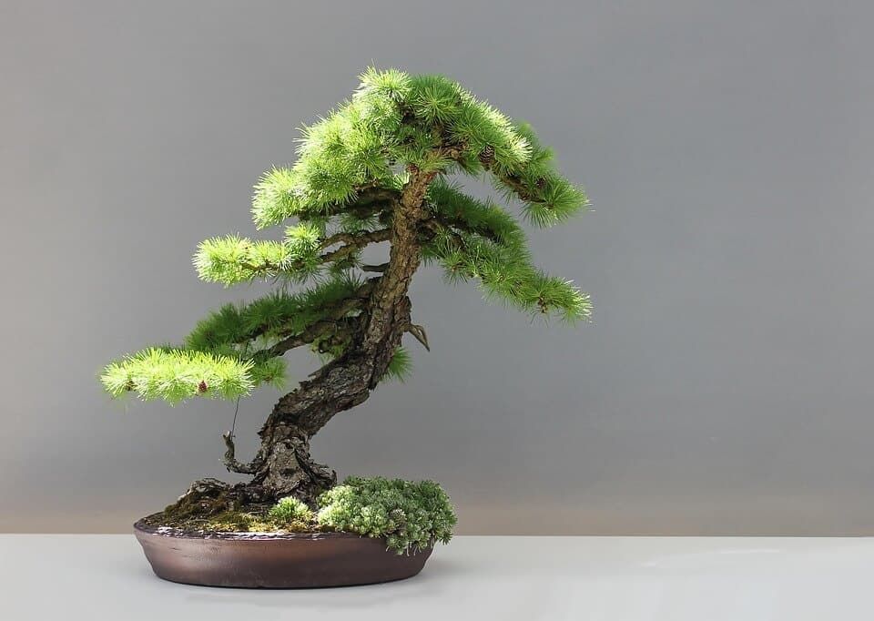 Japanese white pine Bonsai tree in a shallow, round brown ceramic pot.