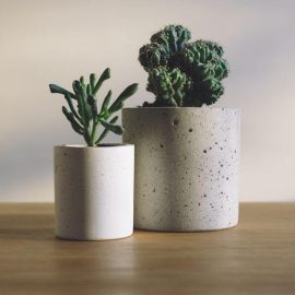 Looking after your succulents and cacti