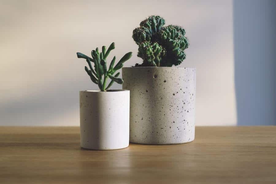 Looking after your Succulents and Cacti