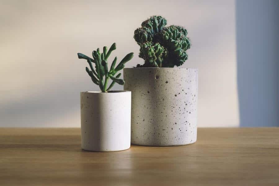 Two concrete planters with succulent plants.